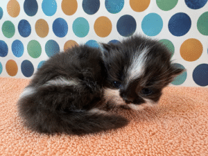 Emerald Coast Persians - Available: Smudge