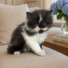 Emerald Coast Persians - Available: Smudge