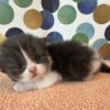 Available: Yang 2 Emerald Coast Persians - Available: Yang