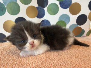 Available: Yang 1 Emerald Coast Persians - Available: Yang