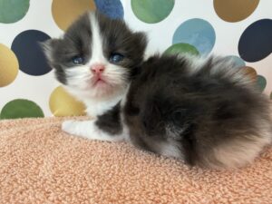 Available: Ying 1 Emerald Coast Persians - Available: Ying