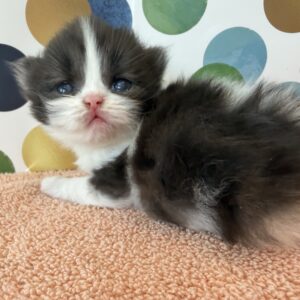 Persians 4 Available: Ying