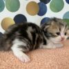 Emerald Coast Persians - Available: Cinderella