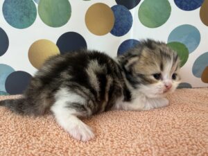 Emerald Coast Persians - Available: Cinderella