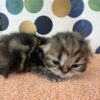 Available: Tinkerbell 2 Emerald Coast Persians - Available: Tinkerbell