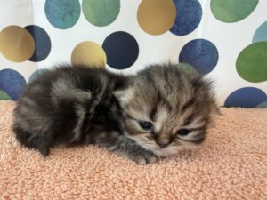 Available: Tinkerbell 1 Emerald Coast Persians - Available: Tinkerbell