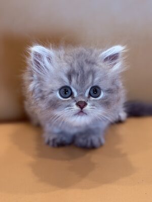 Emerald Coast Persians - Adopted: Dobby