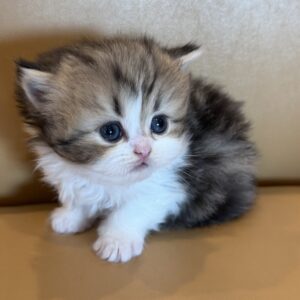 Adopted: Cinderella