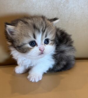 Adopted: Cinderella 1 Emerald Coast Persians - Adopted: Cinderella