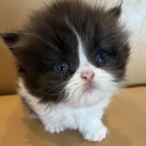 Available: Ying