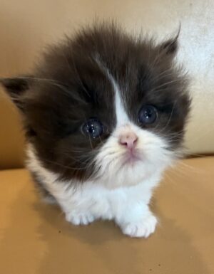 Available: Ying 1 Emerald Coast Persians - Available: Ying