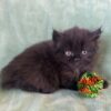 Emerald Coast Persians - Available: Pounce