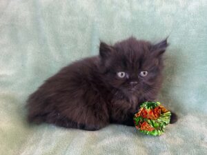 Emerald Coast Persians - Available: Pounce