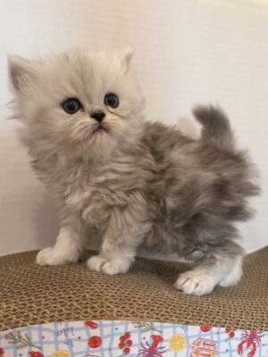 Emerald Coast Persians - Available: Champagne