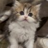 Adopted: Baron 2 Emerald Coast Persians - Adopted: Baron