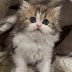 Persians 9 Adopted: Baron
