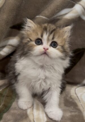 Adopted: Baron 1 Emerald Coast Persians - Adopted: Baron