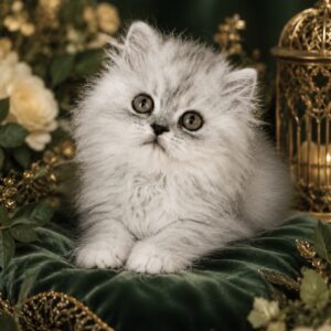 Persians 8 Available: Champagne