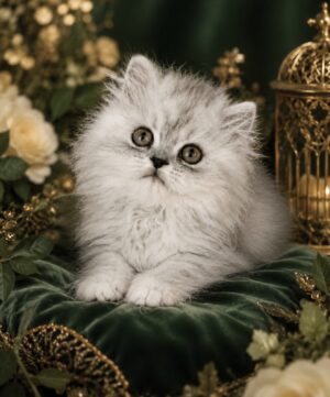 Emerald Coast Persians - Available: Champagne