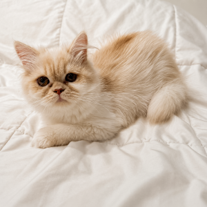 Willow-Persian Kitten