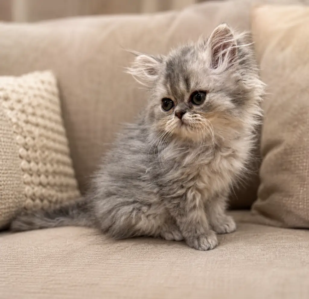 Persian kitten sitting on a couch looking cute