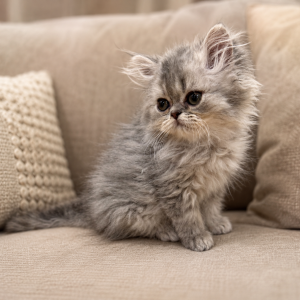 Persian kitten sitting on a couch looking cute