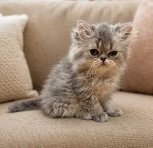 Persian kitten sitting on a couch looking serious