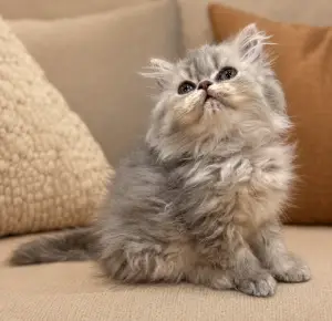 Persian kitten sitting on a couch looking curious