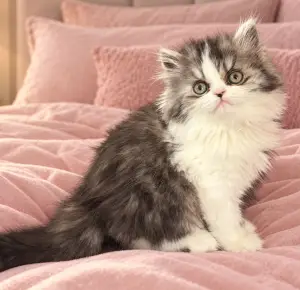 Casanova Persian kitten sitting on the bed