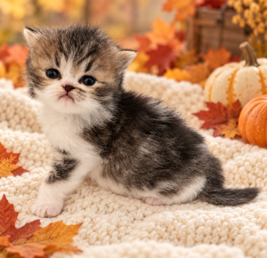 James Dean, a tabby bi-color Persian kitten, sitting with his head tilted in a fall setting