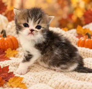 James Dean, a tabby bi-color Persian kitten, sitting with his head raised in a fall setting
